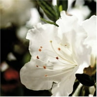 Azalea jesenski anđeo - bijeli cvjetni grm na bis-živa biljka na otvorenom okupana suncem