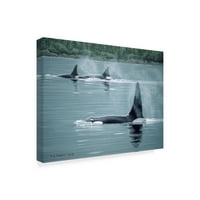 Zaštitni znak likovne umjetnosti 'Orcas' platno umjetnost Ron Parker