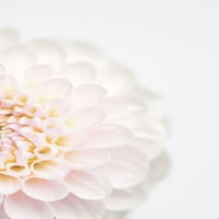 Ružičasti cvijet bez tiskanih plakata-Studio ALIBUDES