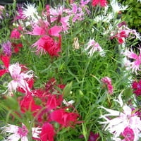 OutsidePride Dianthus Superbus sablasno - sjemenke