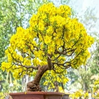 Sjemenke drveća marelice - velika sjemenki za sadnju - zapanjujući žuti cvjetovi