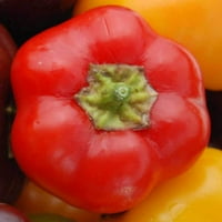 Paprika mini zvono crveno organsko sjeme