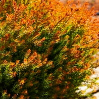 Vatrogasni šef Arborvitae zimzeleni grmlje s sezonskim lišćem koje mijenja u boji, od zlatno-žute do narančasto-crvene-punog