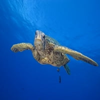 Havaji, krupni plan zelene morske kornjače koji plivaju naprijed plakat s plakatom
