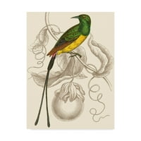 Zaštitni znak likovna umjetnost 'Jardine hummingbird i' platno umjetnost Williama Jardine